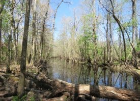 65+/- Acres of Riverfront Hunting Land For Sale in Cumberland County North Carolina!