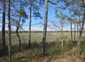 .47 +/- Acre Lot For Sale in Brunswick County NC!