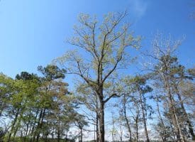 .47 +/- Acre Lot For Sale in Brunswick County NC!