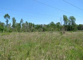 SOLD! 65 +/- Acres of Timber and Hunting Land For Sale in Columbus County NC!