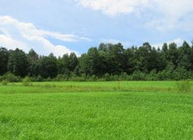 101+/- Acres of Hunting Land For Sale in Cumberland County NC!