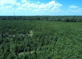 125+/- Acres of Timber and Receational Land For Sale in Robeson County NC!