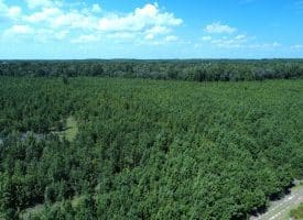 125+/- Acres of Timber and Receational Land For Sale in Robeson County NC!