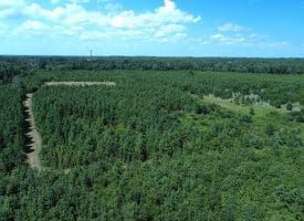 125+/- Acres of Timber and Receational Land For Sale in Robeson County NC!