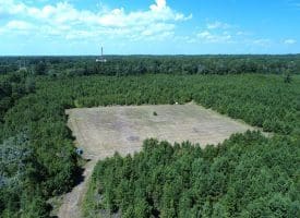 125+/- Acres of Timber and Receational Land For Sale in Robeson County NC!