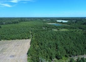 125+/- Acres of Timber and Receational Land For Sale in Robeson County NC!