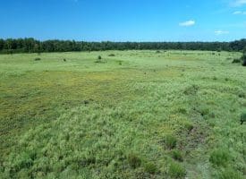 128+/- Acres of Farm and Hunting Land For Sale in Robeson County NC!