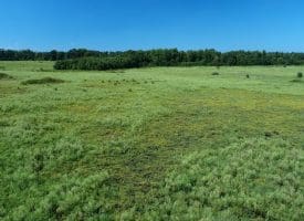128+/- Acres of Farm and Hunting Land For Sale in Robeson County NC!
