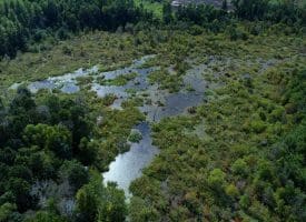 128+/- Acres of Farm and Hunting Land For Sale in Robeson County NC!