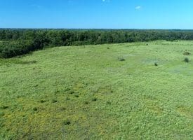128+/- Acres of Farm and Hunting Land For Sale in Robeson County NC!