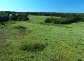 128+/- Acres of Farm and Hunting Land For Sale in Robeson County NC!