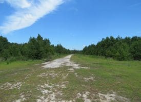 125+/- Acres of Timber and Receational Land For Sale in Robeson County NC!