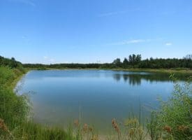 125+/- Acres of Timber and Receational Land For Sale in Robeson County NC!