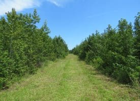 125+/- Acres of Timber and Receational Land For Sale in Robeson County NC!