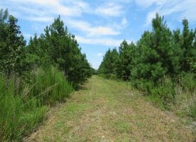 125+/- Acres of Timber and Receational Land For Sale in Robeson County NC!