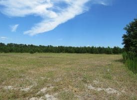 125+/- Acres of Timber and Receational Land For Sale in Robeson County NC!