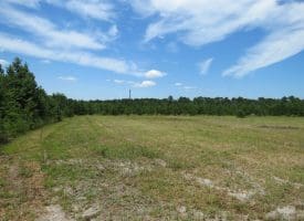 125+/- Acres of Timber and Receational Land For Sale in Robeson County NC!