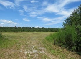 125+/- Acres of Timber and Receational Land For Sale in Robeson County NC!