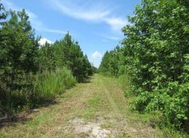 125+/- Acres of Timber and Receational Land For Sale in Robeson County NC!