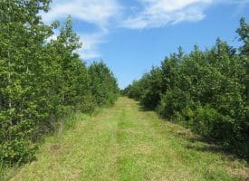 125+/- Acres of Timber and Receational Land For Sale in Robeson County NC!