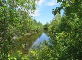 125+/- Acres of Timber and Receational Land For Sale in Robeson County NC!