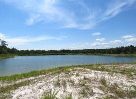125+/- Acres of Timber and Receational Land For Sale in Robeson County NC!