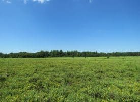 128+/- Acres of Farm and Hunting Land For Sale in Robeson County NC!