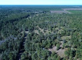 SOLD! 59+/- Acres of Recreational and Residential Land For Sale in Pender County NC!