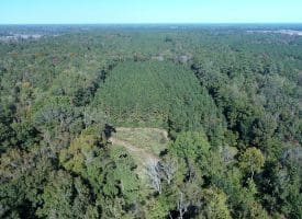 SOLD! 32+/- Acres of River Front Hunting and Timber Land For Sale in Bladen County NC!
