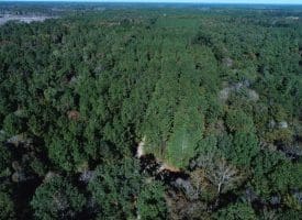 SOLD! 32+/- Acres of River Front Hunting and Timber Land For Sale in Bladen County NC!