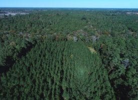 SOLD! 32+/- Acres of River Front Hunting and Timber Land For Sale in Bladen County NC!