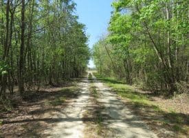 SOLD! 35+/- Acres With Home Site For Sale in Robeson County NC!