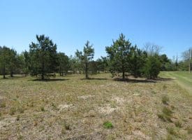 SOLD! 35+/- Acres With Home Site For Sale in Robeson County NC!