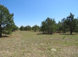 SOLD! 35+/- Acres With Home Site For Sale in Robeson County NC!
