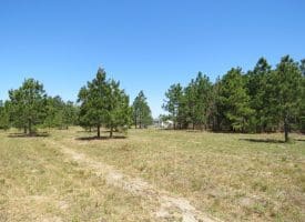 SOLD! 35+/- Acres With Home Site For Sale in Robeson County NC!
