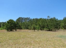 SOLD! 35+/- Acres With Home Site For Sale in Robeson County NC!