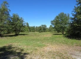 SOLD! 59+/- Acres of Recreational and Residential Land For Sale in Pender County NC!