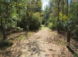 SOLD! 32+/- Acres of River Front Hunting and Timber Land For Sale in Bladen County NC!