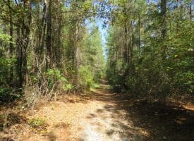 SOLD! 32+/- Acres of River Front Hunting and Timber Land For Sale in Bladen County NC!