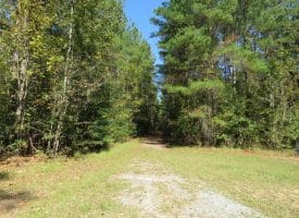 SOLD! 32+/- Acres of River Front Hunting and Timber Land For Sale in Bladen County NC!