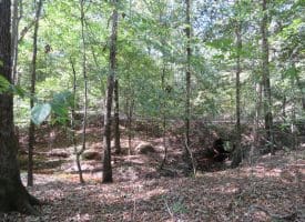 SOLD! 32+/- Acres of River Front Hunting and Timber Land For Sale in Bladen County NC!