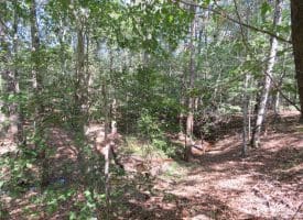 SOLD! 32+/- Acres of River Front Hunting and Timber Land For Sale in Bladen County NC!
