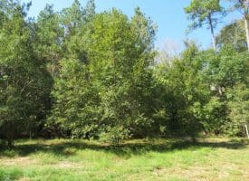 SOLD! 32+/- Acres of River Front Hunting and Timber Land For Sale in Bladen County NC!