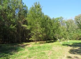 SOLD! 32+/- Acres of River Front Hunting and Timber Land For Sale in Bladen County NC!
