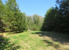 SOLD! 32+/- Acres of River Front Hunting and Timber Land For Sale in Bladen County NC!