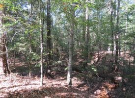SOLD! 32+/- Acres of River Front Hunting and Timber Land For Sale in Bladen County NC!