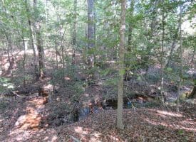 SOLD! 32+/- Acres of River Front Hunting and Timber Land For Sale in Bladen County NC!