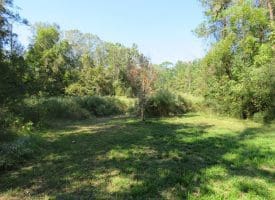 SOLD! 32+/- Acres of River Front Hunting and Timber Land For Sale in Bladen County NC!