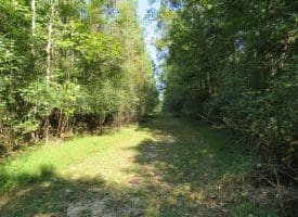 SOLD! 32+/- Acres of River Front Hunting and Timber Land For Sale in Bladen County NC!