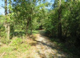 SOLD! 32+/- Acres of River Front Hunting and Timber Land For Sale in Bladen County NC!